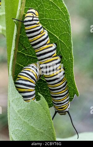 Caterpillars del monarca che digiunano su una pianta di mungitura Foto Stock