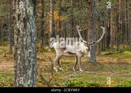 Bel pascolo delle renne nella foresta di Lapponia, Finlandia settentrionale Foto Stock