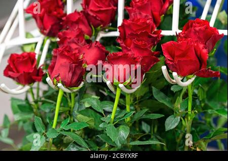 Le rose rosse, il fiore nazionale ecuadoriano, nella linea di produzione per la classificazione delle dimensioni, Cayambe, a nord di Quito, Ecuador. Foto Stock