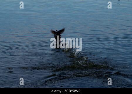 Hooded Merganser prendere volo, South East City Park pesca pubblica Lago, Canyon, Texas. Foto Stock