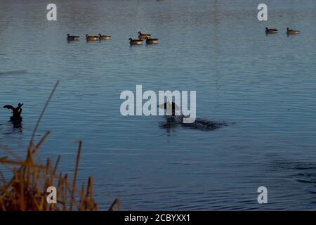 Hooded Merganser prendere volo, South East City Park pesca pubblica Lago, Canyon, Texas. Foto Stock