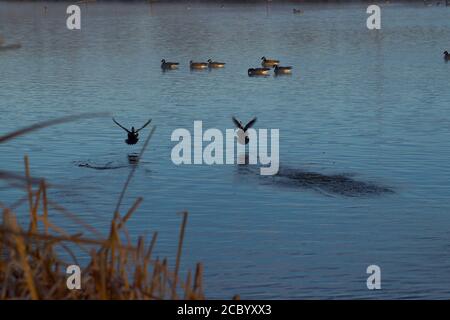 Hooded Merganser prendere volo, South East City Park pesca pubblica Lago, Canyon, Texas. Foto Stock