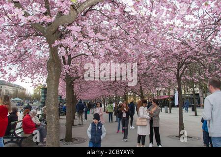 Stoccolma, Svezia - Aprile 21 2019: La vista della fioritura dei ciliegi a Kungstraadgarden il 21 2019 aprile a Stoccolma, Svezia. Foto Stock