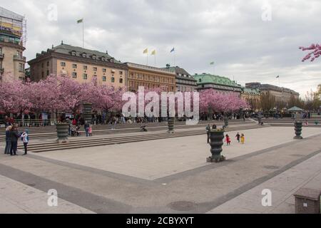 Stoccolma, Svezia - Aprile 21 2019: La vista della fioritura dei ciliegi a Kungstraadgarden il 21 2019 aprile a Stoccolma, Svezia. Foto Stock