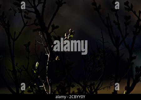 Germogli dell'albero primaverile nella luce del primo mattino, Canyon, Texas. Foto Stock