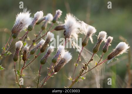 Arvense Cirsium, campo Thistle fiori soffici in prato closeup fuoco selettivo Foto Stock