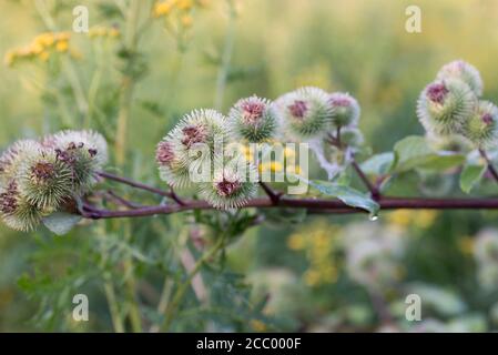 Arctio, fiori di bardana nel fuoco selettivo di closeup dei prati Foto Stock