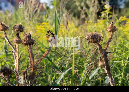 Onoportidum acanthium, fiori di tistola di cotone su sole giorno closeup fuoco selettivo Foto Stock