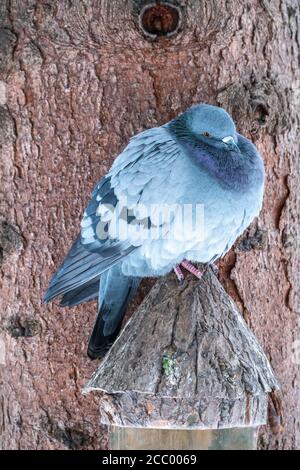 Il grasso di Pigeon è importante seduta su un ramo. Il piccione domestico bird e sfocata sfondo naturale. Grigio colomba bird. Foto Stock