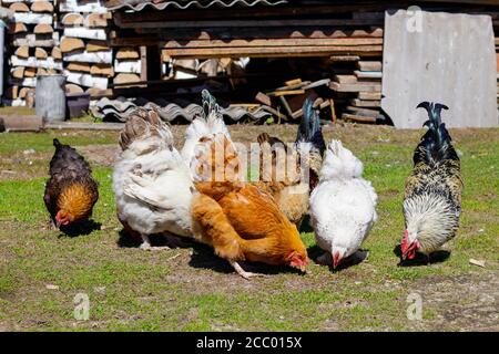 Galli colorati che picchiano i semi sull'erba nel cortile. Foto Stock