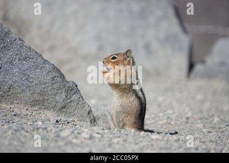 Scoiattolo in polvere dorato a cascata (Spermophilus saturatus) Nel Parco Nazionale di Mount Rainier Foto Stock