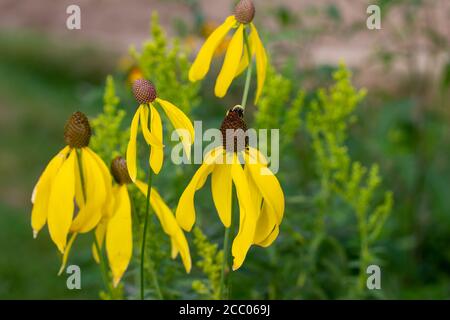 Vista ravvicinata dei fiori grigi (ratibida pinnata) Crescere selvatico in un prato soleggiato prateria nordamericana Foto Stock