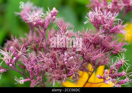 Vista ravvicinata delle erbacce porpora Sweet Joe-Pye (purpurpureo eutrocio) Crescere selvatico in un prato soleggiato prateria nordamericana Foto Stock