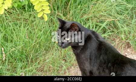 Gatto nero sull'erba Foto Stock