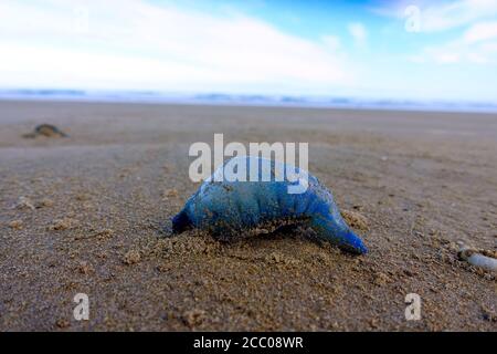 Closeup di meduse blu morte sulla spiaggia, 90 miglia di spiaggia, Nuova Zelanda Foto Stock