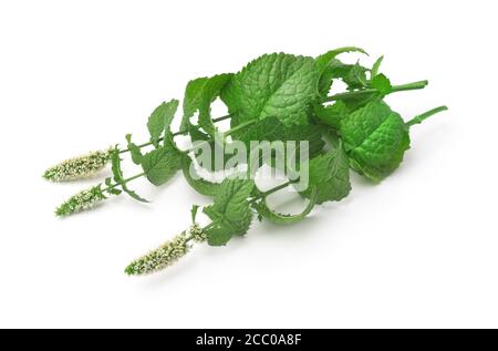 Menta piperita in fiore isolata su bianco Foto Stock