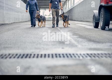 Guardie di sicurezza che camminano per strada con cani di rilevamento Foto Stock