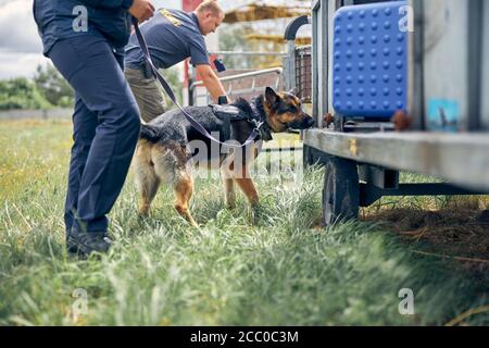 Guardie di sicurezza con cani che controllano i bagagli all'aperto all'aeroporto Foto Stock