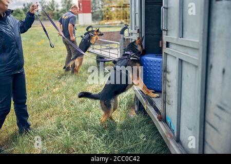 Ufficiali con cani di rilevamento che controllano i bagagli all'aeroporto Foto Stock