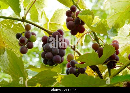 Grappoli di uva appendono sulla vite tra le foglie da vicino. Concetto di vinificazione e raccolta. Sfocatura e messa a fuoco selettiva Foto Stock