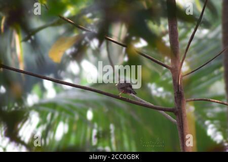 Babbler della giungla seduto su un albero Foto Stock