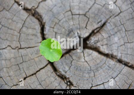 Un forte seedling che cresce nel tronco centrale di ceppi tagliati. Concetto di albero di supporto costruire un futuro focalizzato sulla nuova vita , vista dall'alto Foto Stock