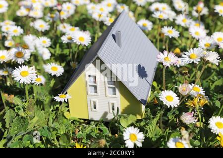 Modello casa in un prato lussureggiante con margherite come un simbolo del desiderio di una casa in campagna Foto Stock