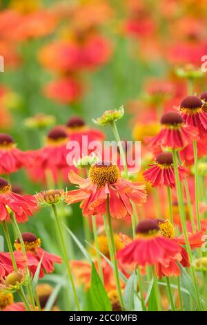 Helenium 'Moerheim Beauty'. Sneezeweed 'Moerheim Beauty' Foto Stock