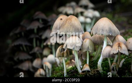 Toadstools o funghi che crescono su un vecchio albero coperto di muschio (morto) in una foresta nel Regno Unito. Foto Stock