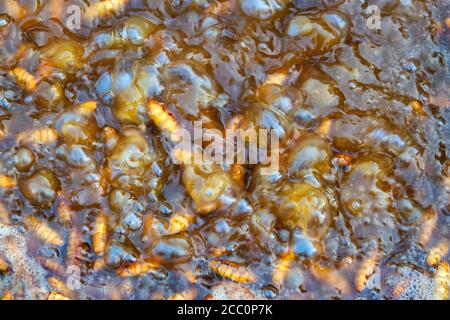 Pupe di seta bollite usate per preparare il tradizionale cibo di strada coreano Beondegi. Foto Stock