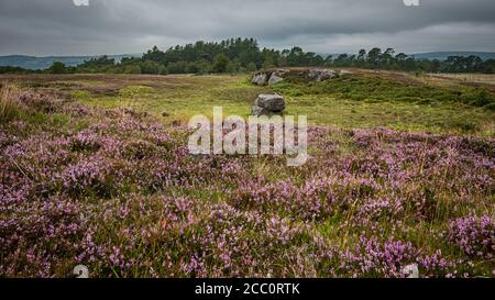 Un'antica mitica configurazione di tre grandi pietre con sculture antiche situate a Craigmaddie Muir, Scozia. Lo scopo delle pietre è sti Foto Stock