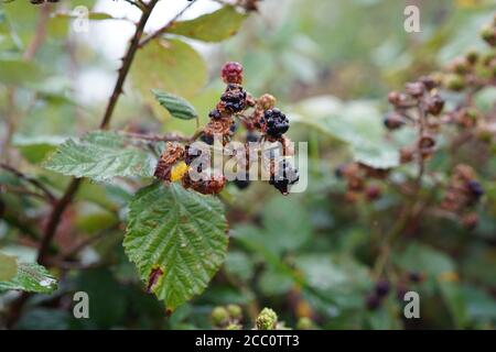 BlackBerrys, succo e foglie. Foto Stock