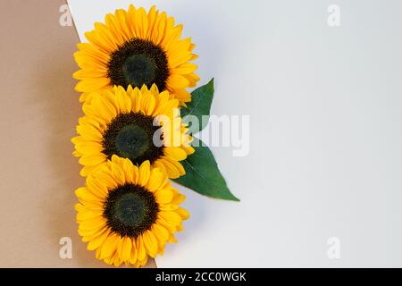 Girasoli verticalmente sulla carta beige bianco fondo closeup. Design creativo delle schede con spazio per la copia, vista dall'alto, disposizione piatta. Foto Stock