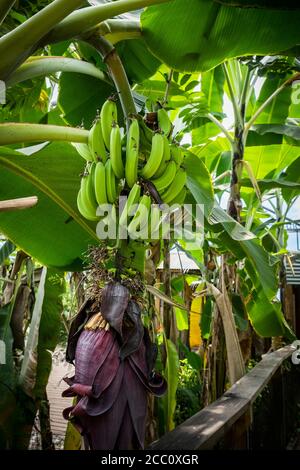 Banana Plant Musa con frutta all'interno della foresta pluviale biome al complesso di progetto Eden in Cornovaglia.