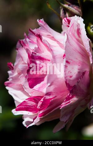 Rose Scentimental in un giardino. Foto Stock
