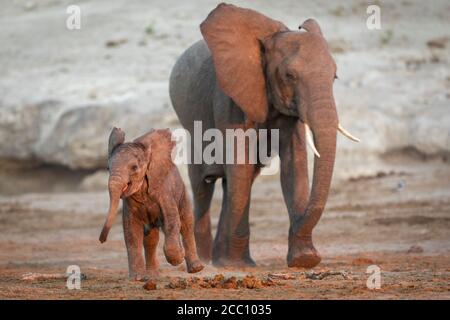 Simpatico e piccolo elefante bambino che salta di gioia giocando mentre Camminando con la madre nel tardo pomeriggio durante il tramonto a Chobe Fiume Botswana Foto Stock