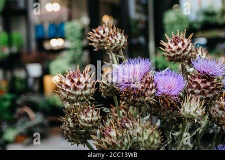 Boccioli di carciofo in fiore. Piante decorative per bouquet moderno in studio Foto Stock