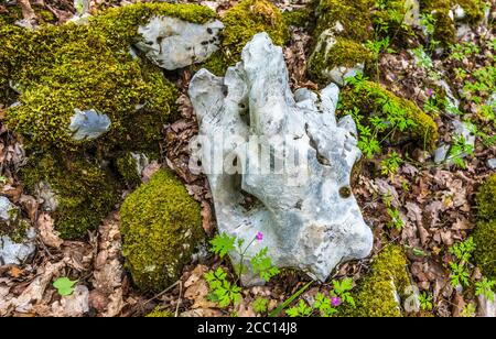 Francia, Lot, Causses Parco Naturale Regionale di Quercy, spazio sensibile naturale di Brauhnie, calcare Foto Stock