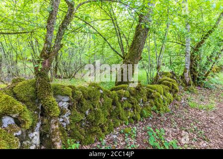Francia, Lot, Parco Naturale Regionale di Causses di Quercy, spazio sensibile naturale di Brauhnie, piccolo muro di pietra in un parco di pecore Foto Stock