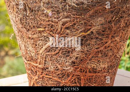 Pianta legata di pentola Foto Stock