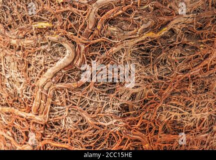 Pianta legata di pentola Foto Stock
