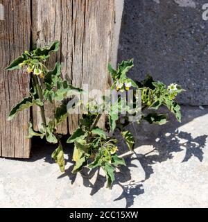 Solanum nigrum, Nightshade Nera pianta in fiore Foto Stock