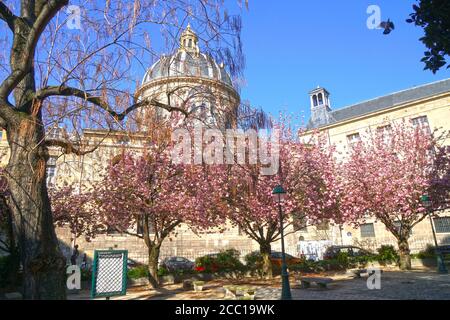 Francia, Parigi (6° arr.). Fioritura dei ciliegi in piazza Gabriel Pierne. Cupola dell'Institut de France sullo sfondo. Traversata di rue de Seine e. Foto Stock