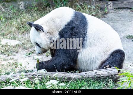 Panda gigante mangiare germogli di bambù e seduto a terra. Foto Stock