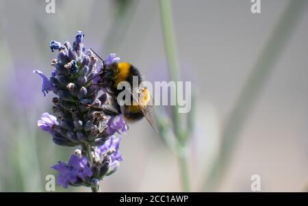 Raccolta di bee bianche dalla lavanda Foto Stock