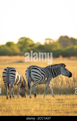 Due zebre che mangiano erba nelle pianure dorate della riserva di Moremi Nel Delta di Okavango in Botswana Foto Stock