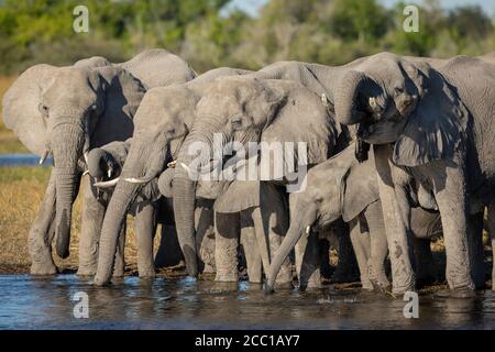 Una famiglia di elefanti molto assetata in fila al bordo dell'acqua potabile del fiume in luce calda gialla del pomeriggio A Moremi Okavango Delta Botswana Foto Stock