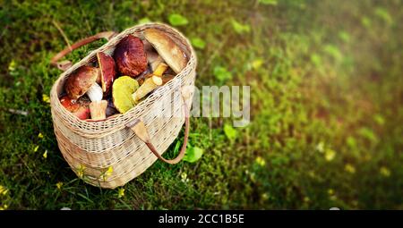 caccia ai funghi - cesto di vimini pieno di funghi commestibili in muschio di foresta. spazio copia banner Foto Stock