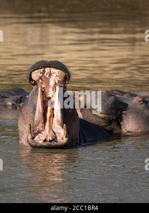 Baccello di ippopotami che riposano in acqua con un ippopotamo che ha Un grande yawn a Kruger Park Sud Africa Foto Stock