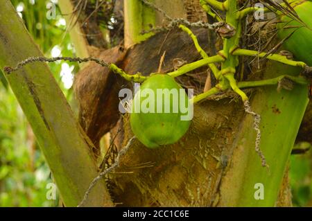 La noce di cocco (Cocos nucifera) è un membro della famiglia delle palme (Arecaceae) e l'unica specie vivente del genere Cocos. È uno dei mos Foto Stock